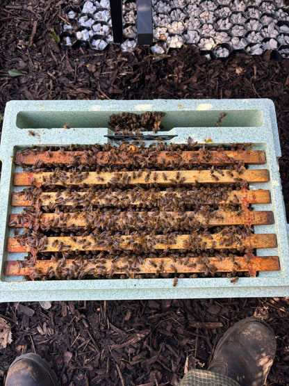 Nucleus of Bees with UK-Bred Buckfast Queen