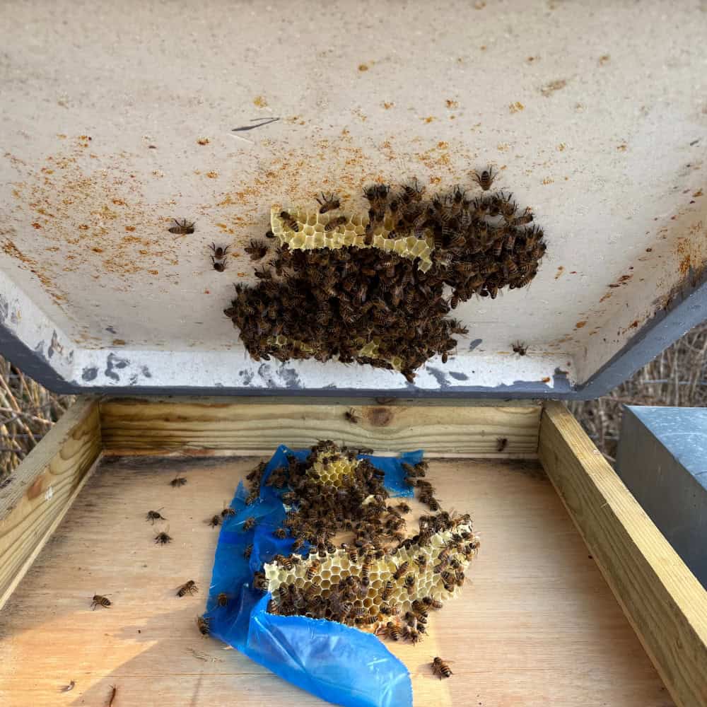 Nucleus of Bees with UK-Bred Buckfast Queen