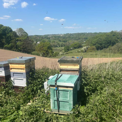Nucleus of Bees with UK-Bred Buckfast Queen