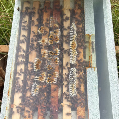 Nucleus of Bees with UK-Bred Buckfast Queen